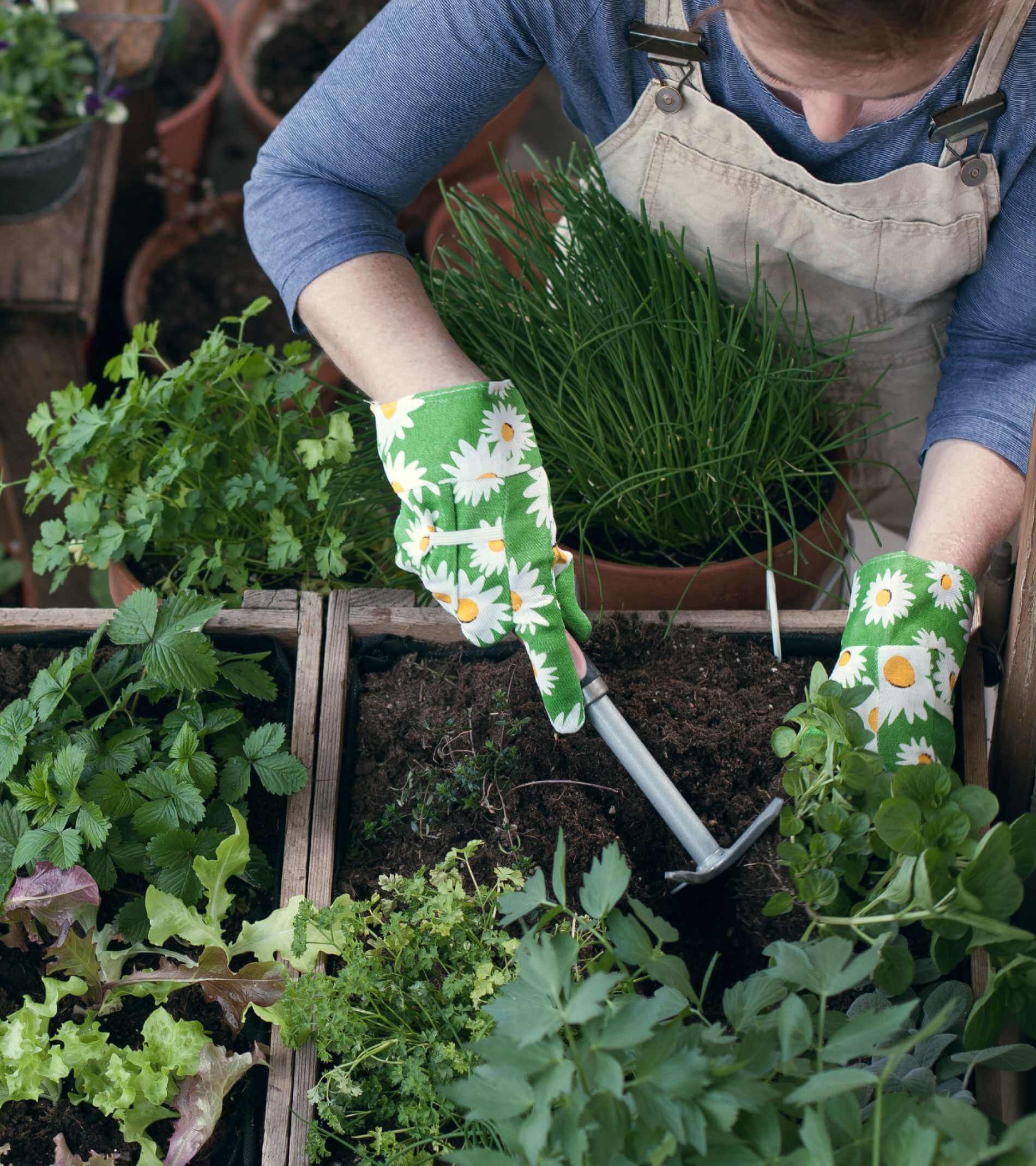 Frau pflanzt Gemüse und Kräuter im Hochbeet am Balkon