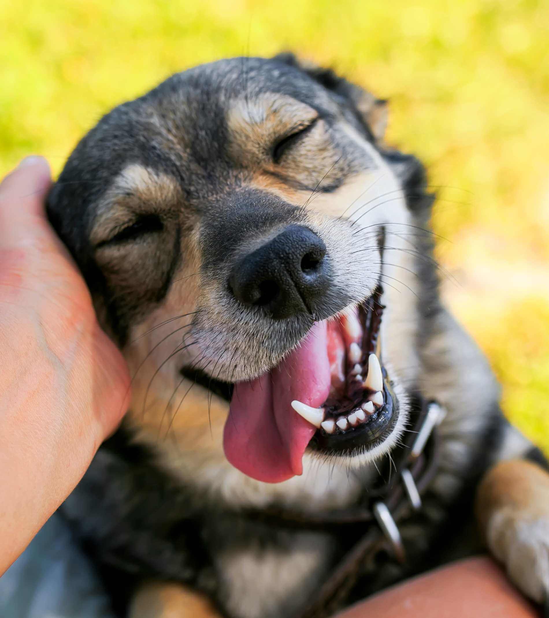 cute dog put his face on his knees to the man and smiling from the hands scratching her ear