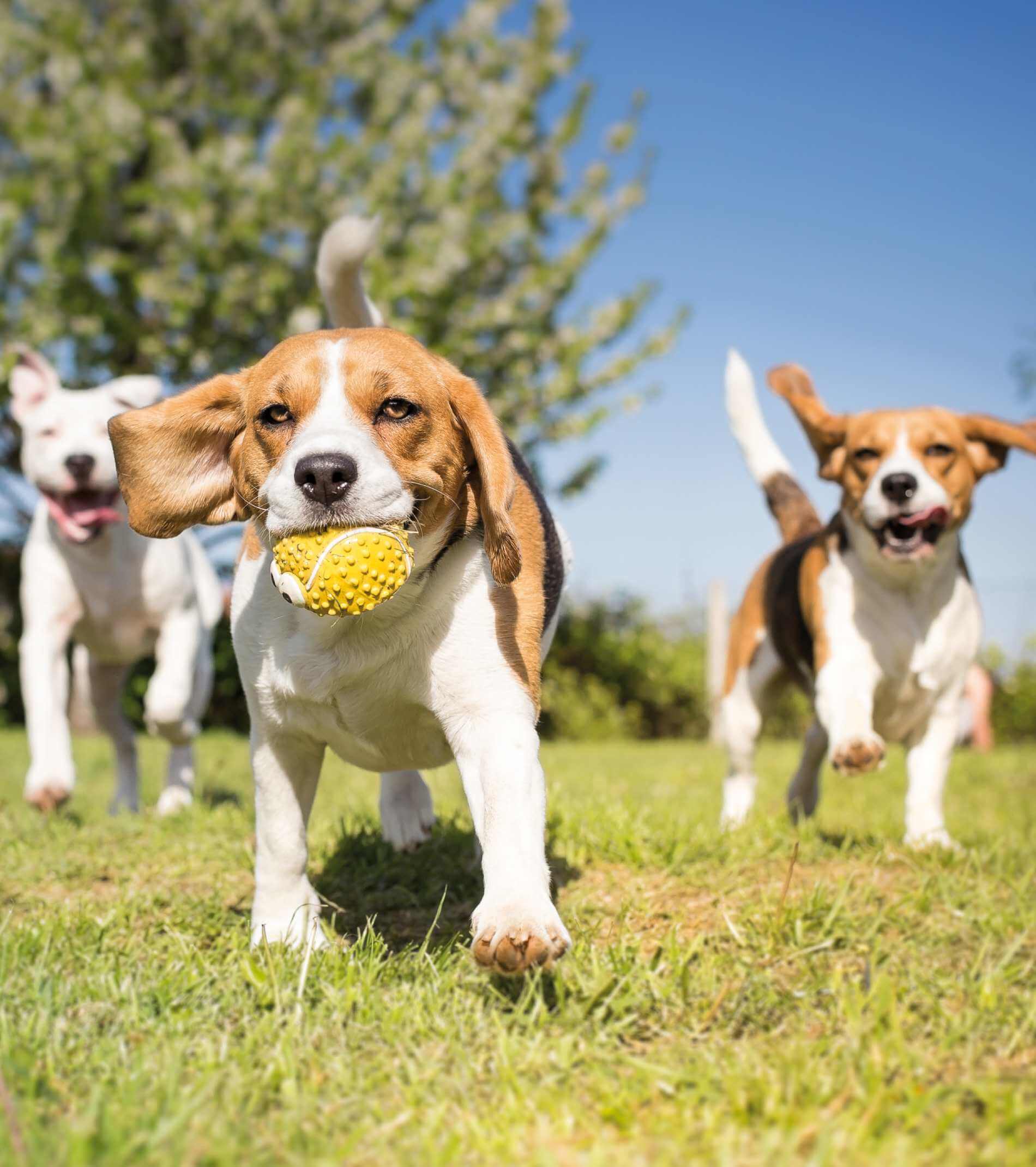 Group of dogs playing in the park