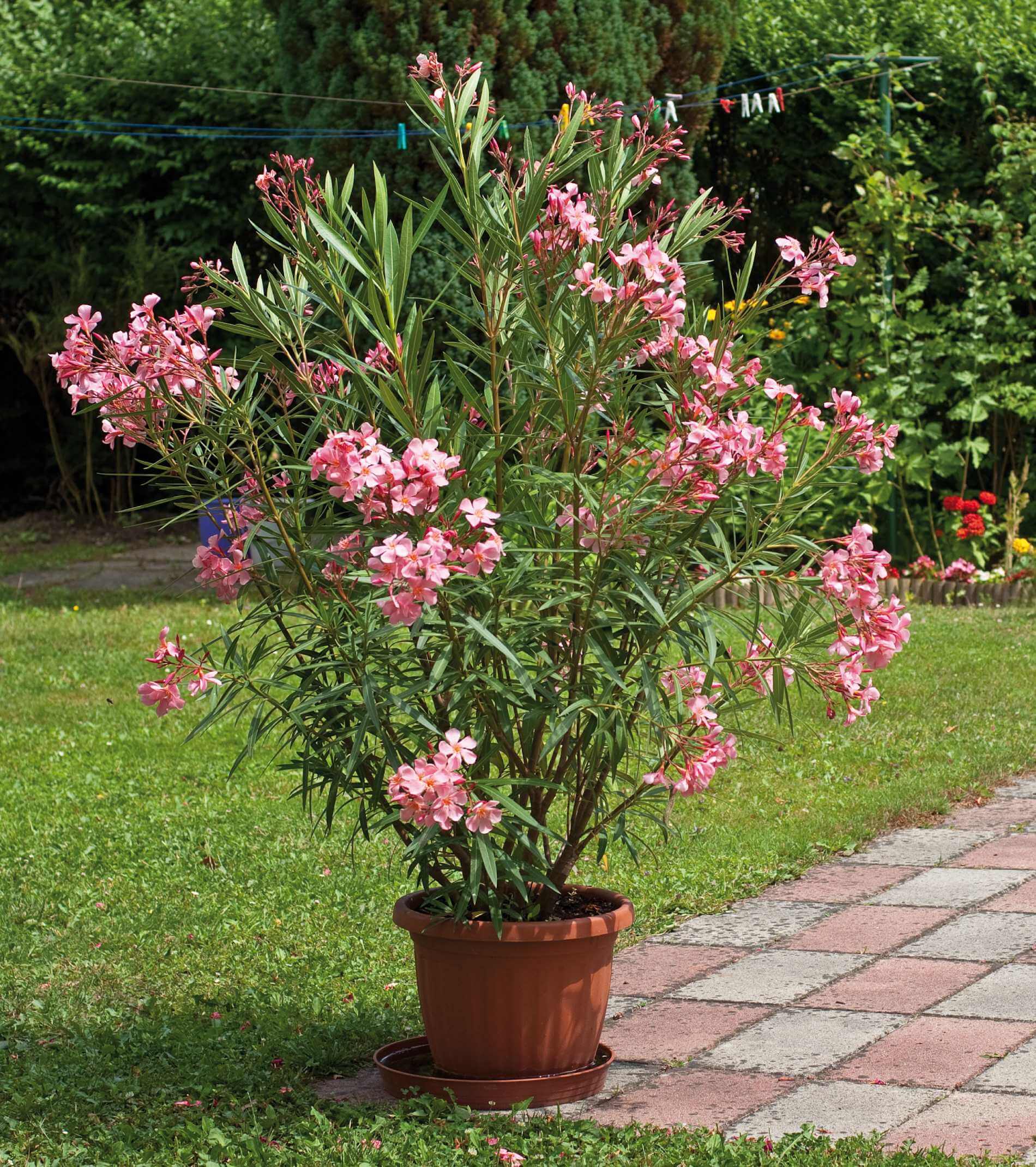 Nice oleander in the garden