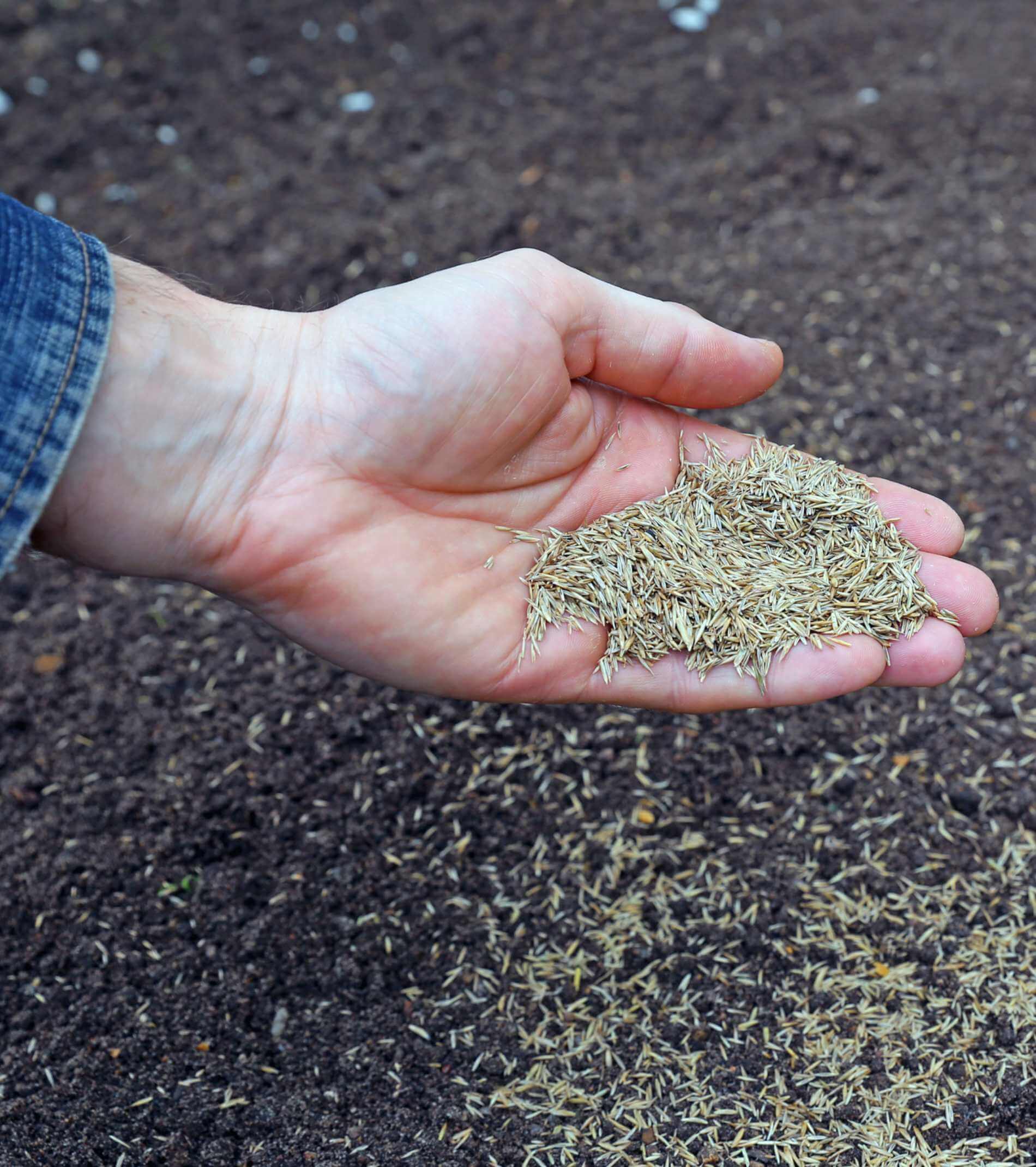 Sowing grass seed into the soil on the lawn