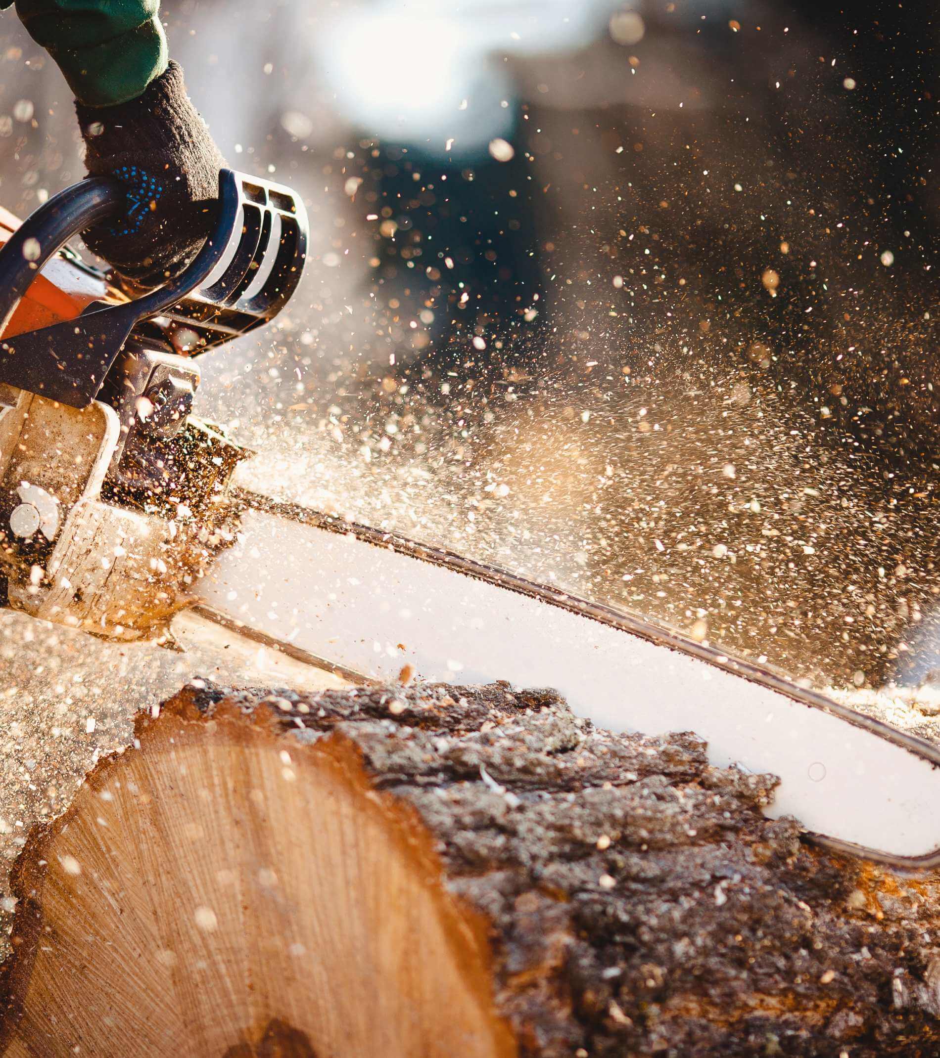 Chainsaw. Woodcutter saws tree with a chainsaw on sawmill