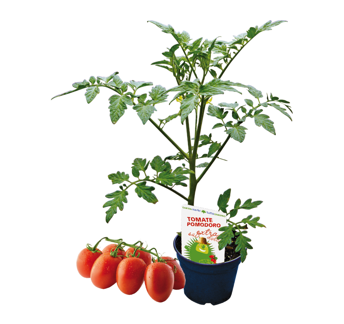 461050-pianta pomodoro datterino-Datteltomaten