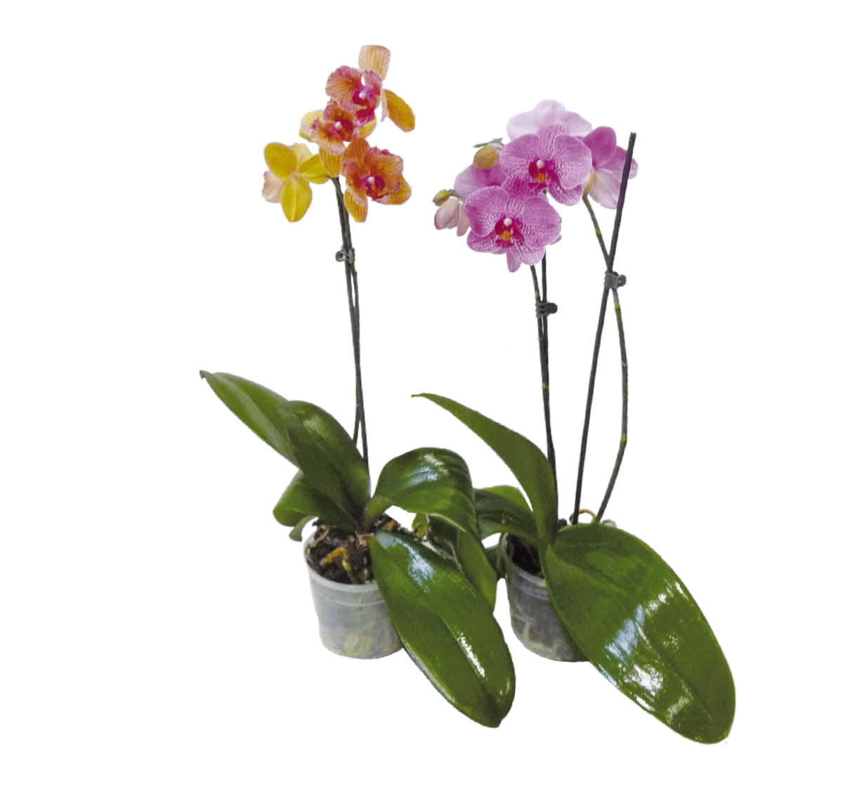 K486142-orchidee tuttoGIARDINO- Orchideen GARTENmarkt (1)