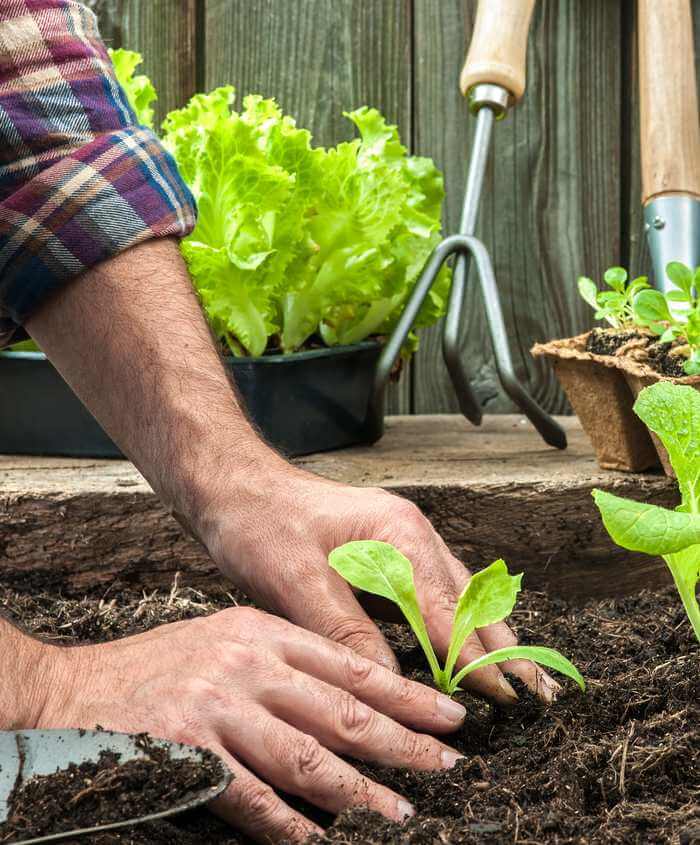 terriccio-gartenerde-700x845