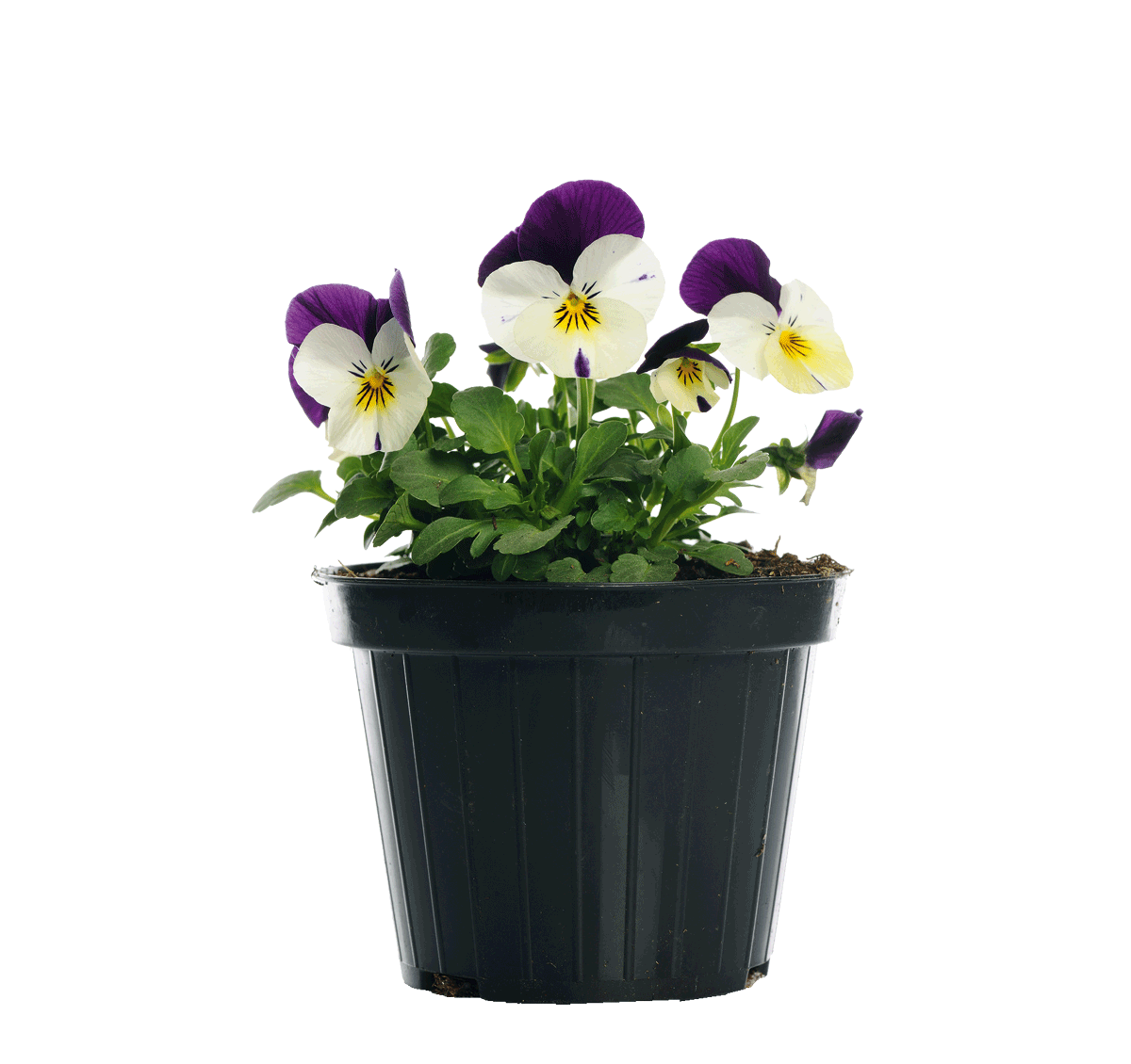 489886-Viola-Violen