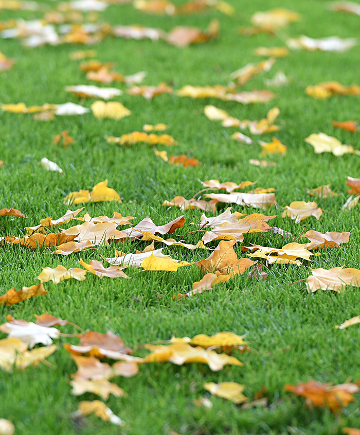 Blätter auf Rasen-1