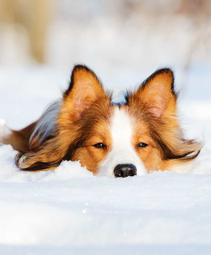 Cani-inverno-Hund- im Winter- 700x845