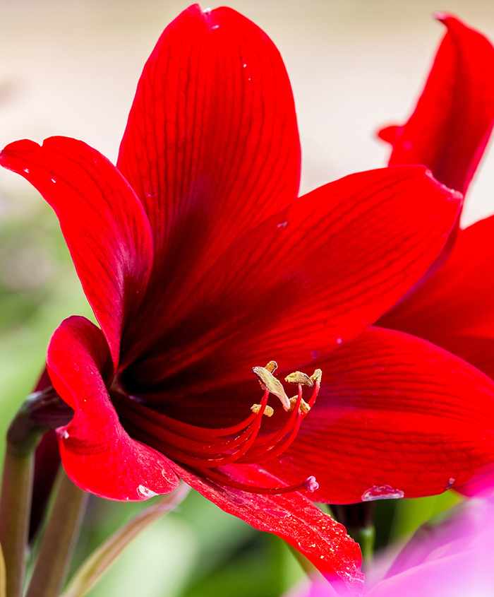 amaryllis-700x845