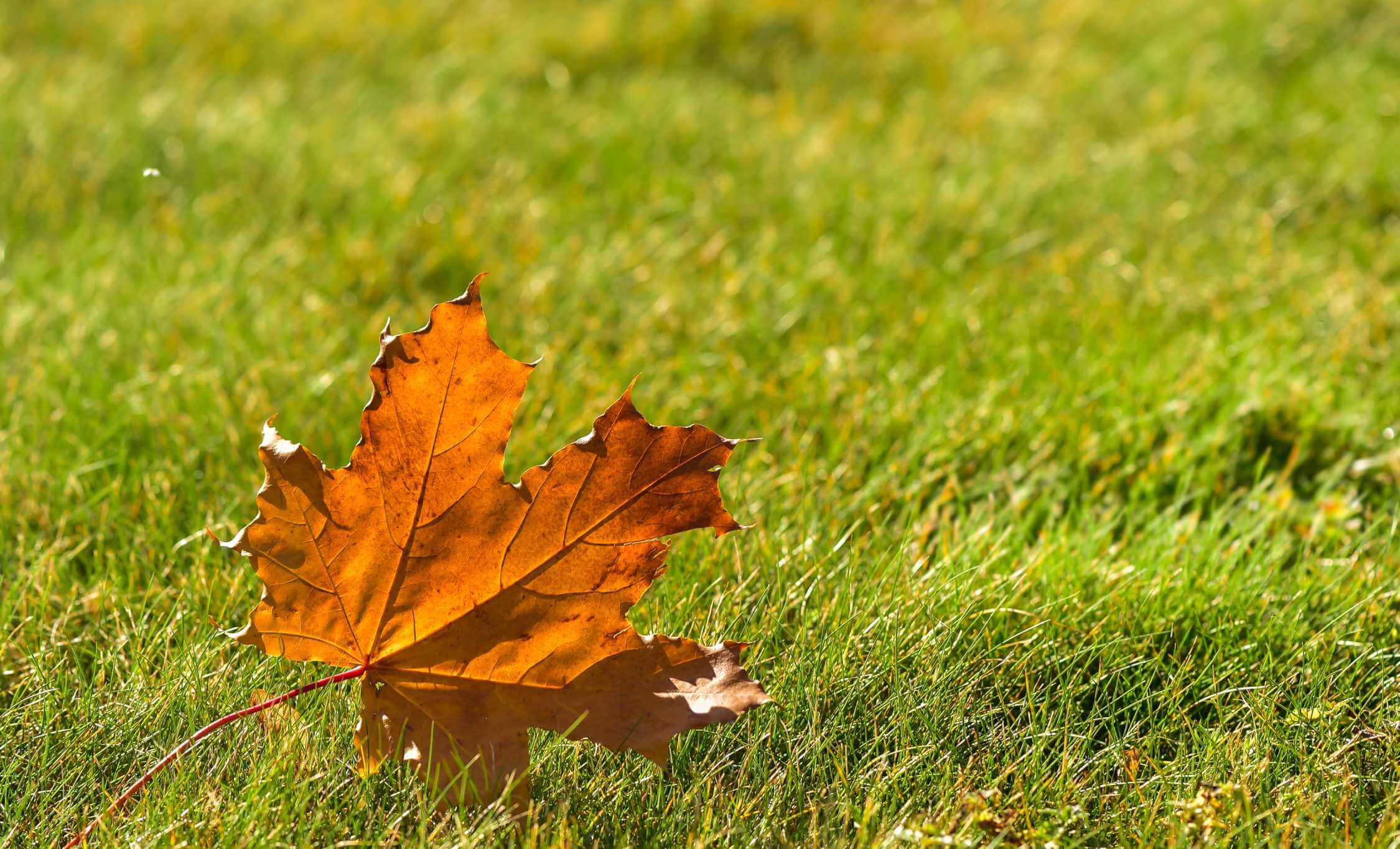 Maple leaf on green lawn in autumn sunny day, blurred background