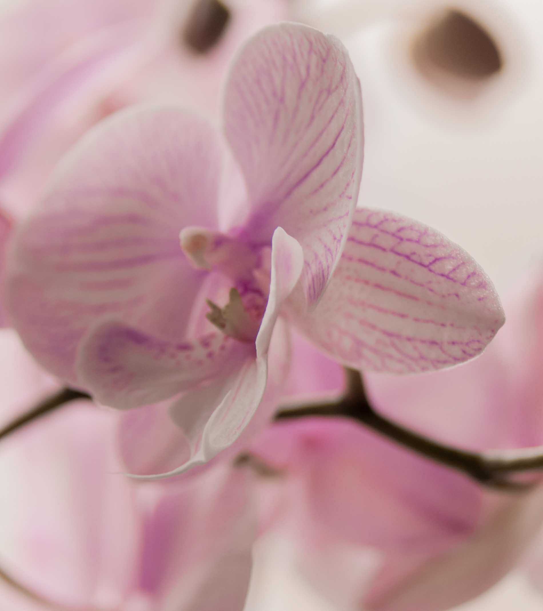 orchidee-1900x2140