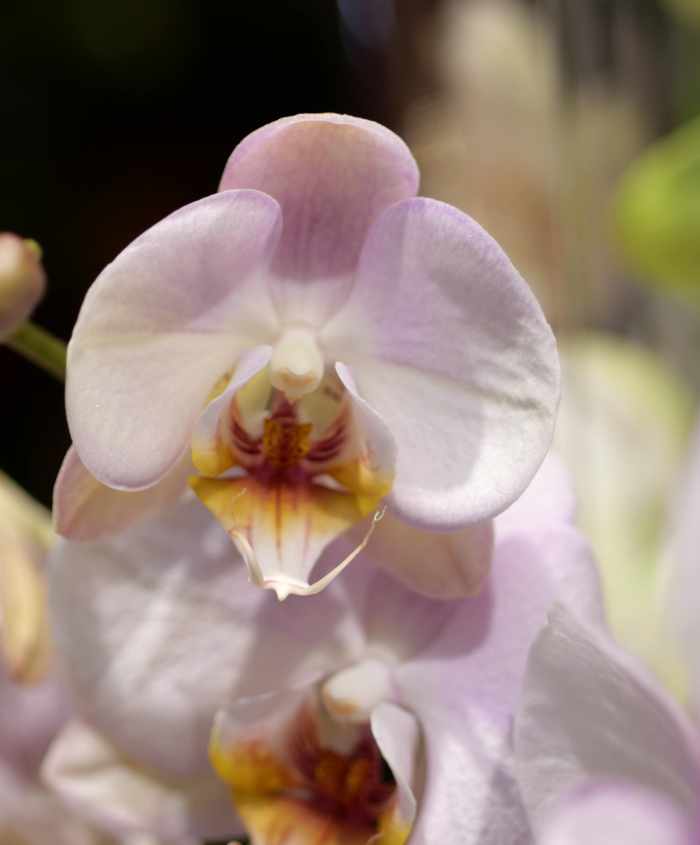 orchideee-700x845
