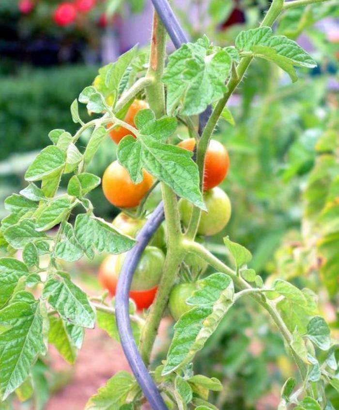 pomodori--tomaten-700x8455