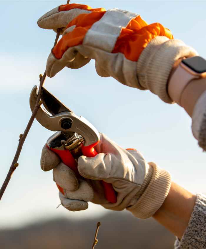 potatura del nocciolo vertical (1)