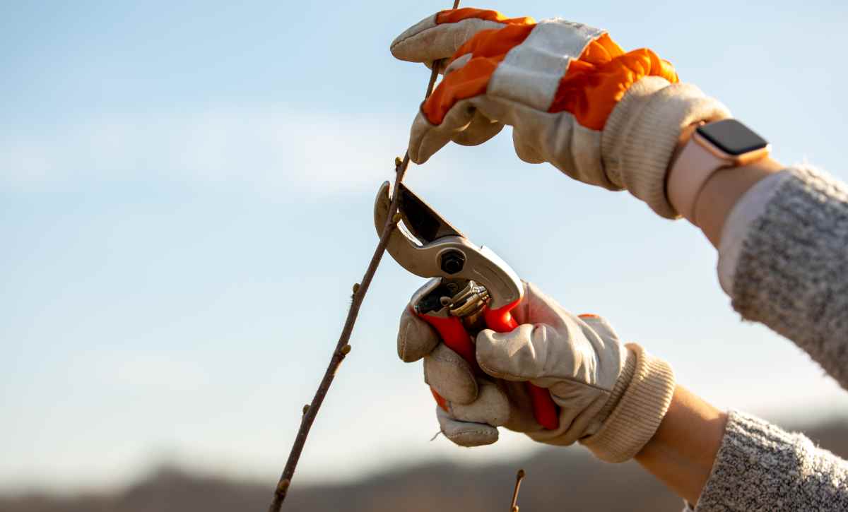 potatura-nocciolo1200x725