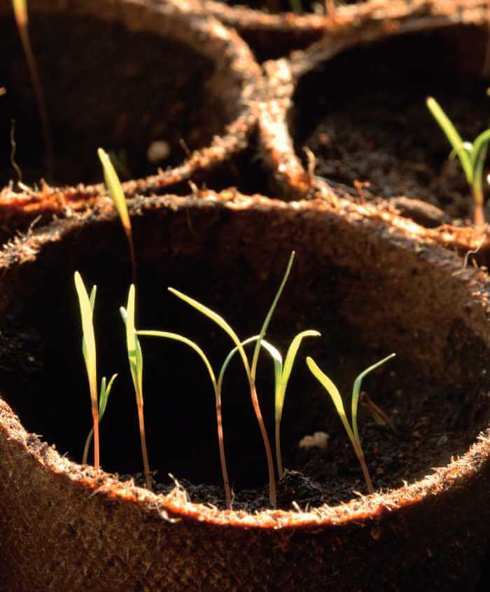 seminare-aussaen-700x845