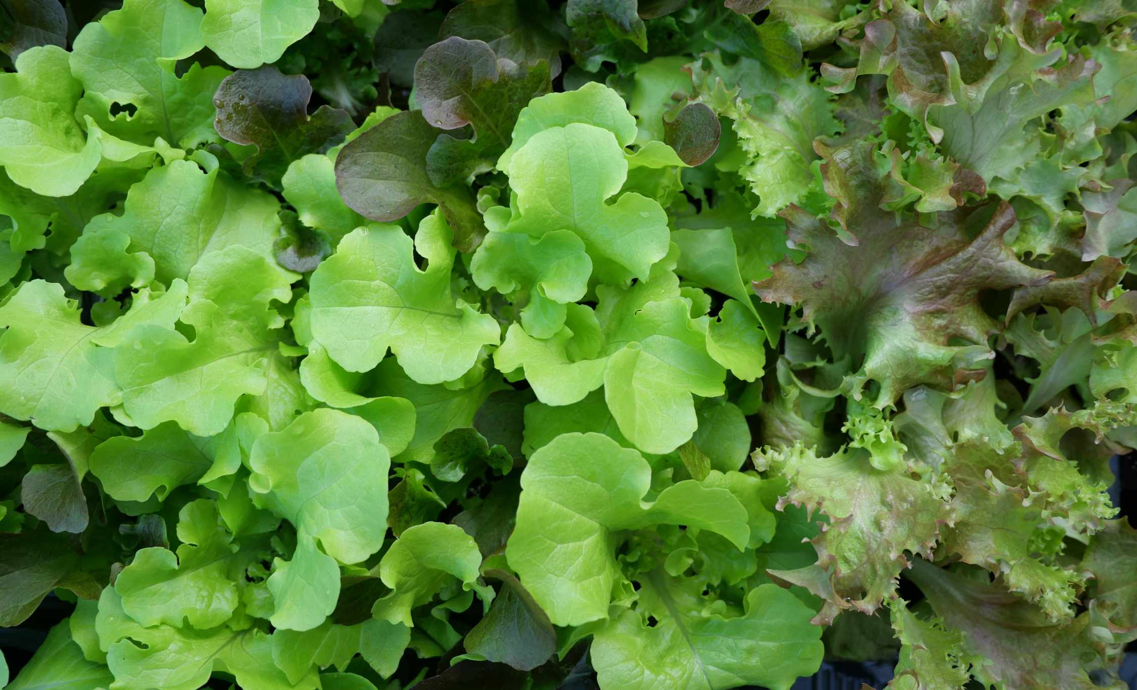 375228-insalata-2250x1365