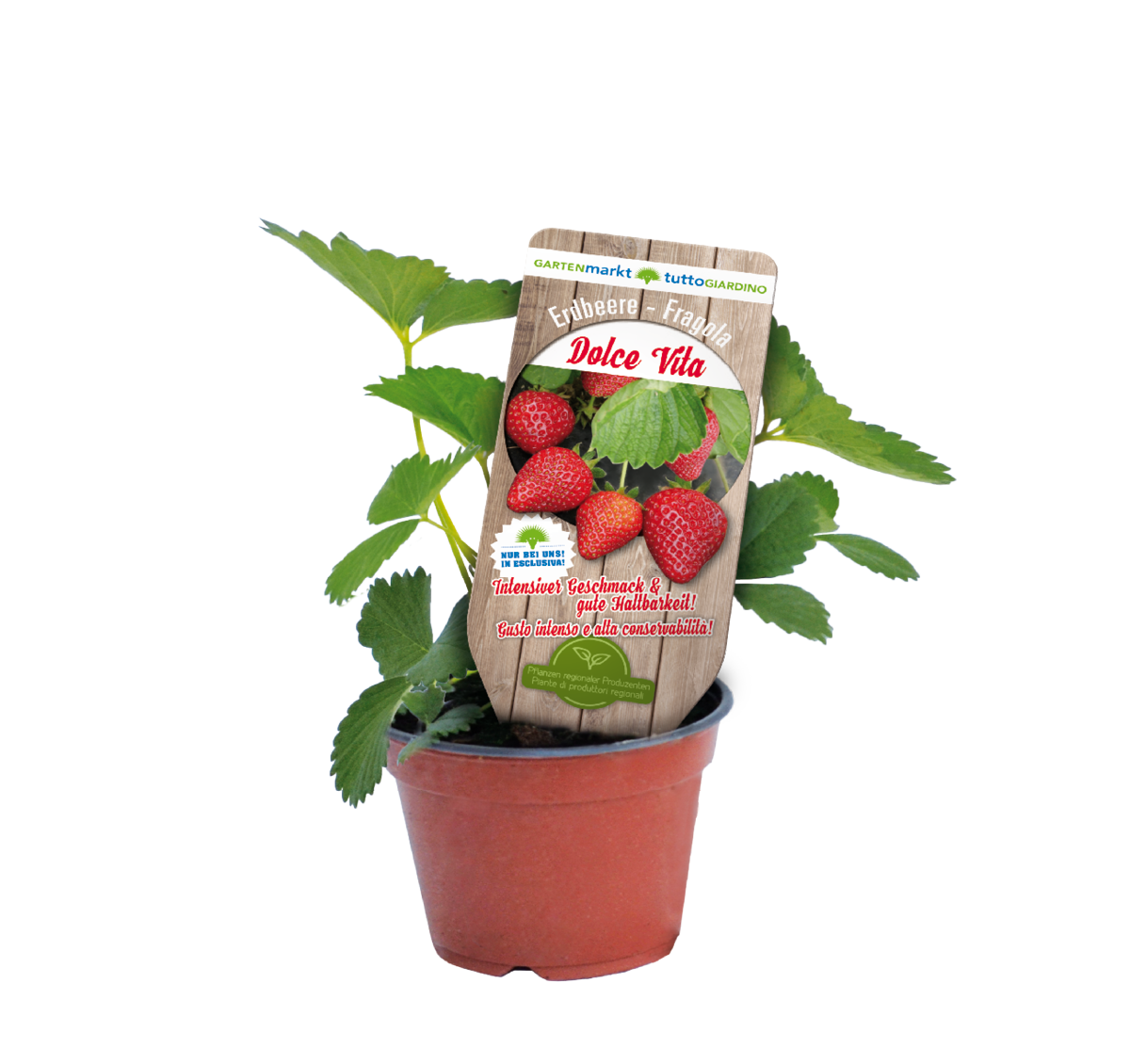 461097-Fragola Dolce Vita Erdbeere