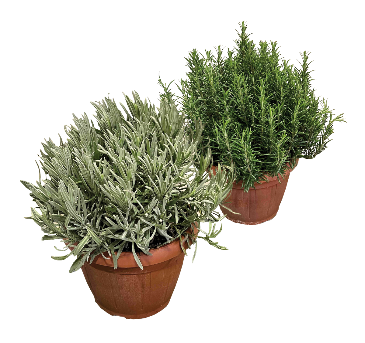 486219-piante aromatiche n vaso-Gewürzpflanzen