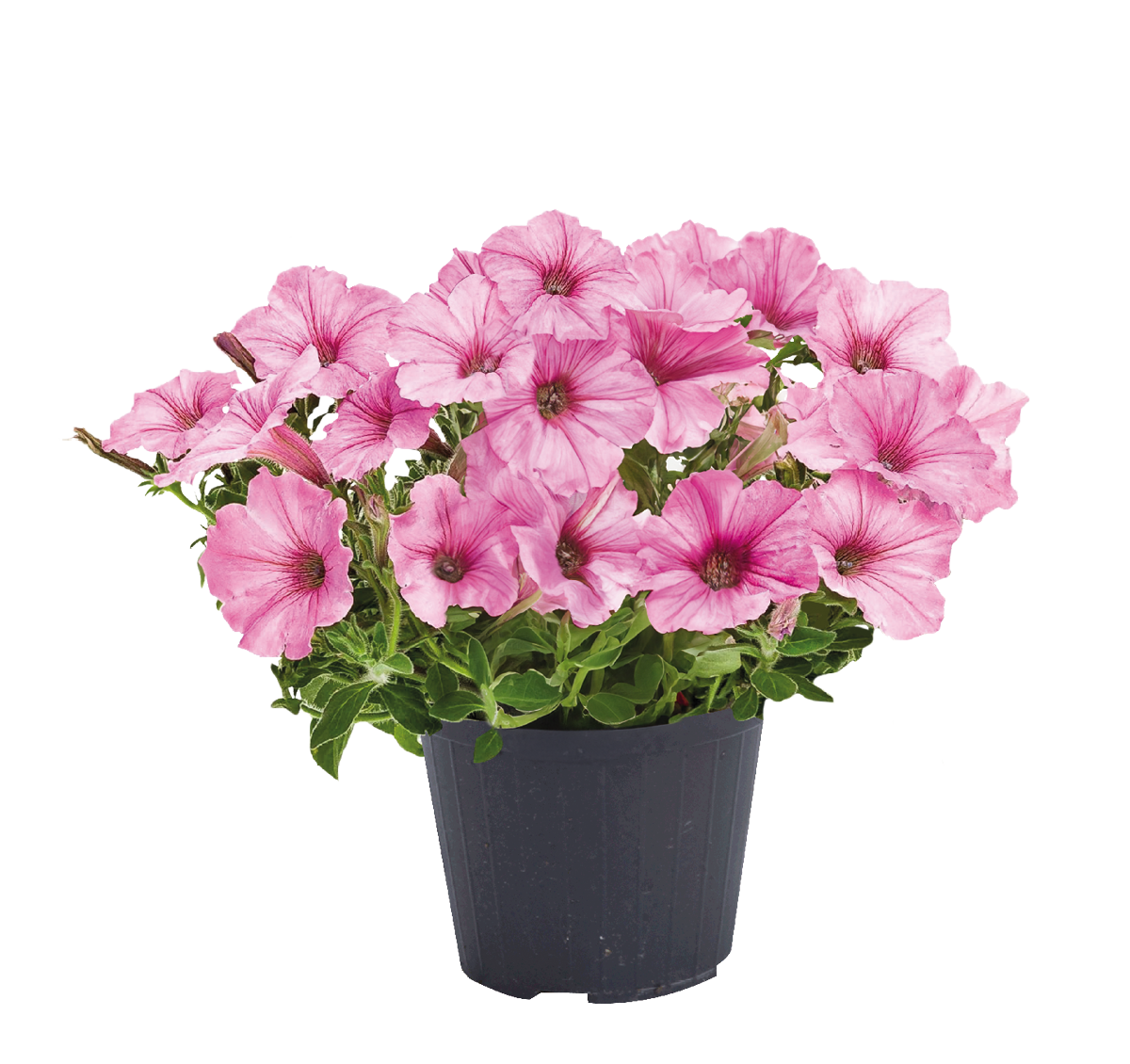 552951-petunia bubblegum-Petunie