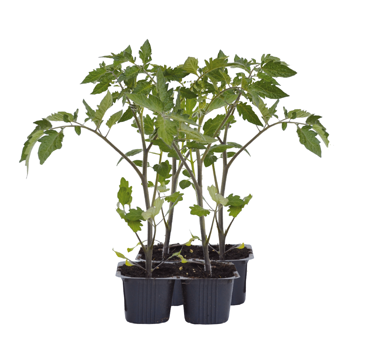 566649-pianta di pomodoro
