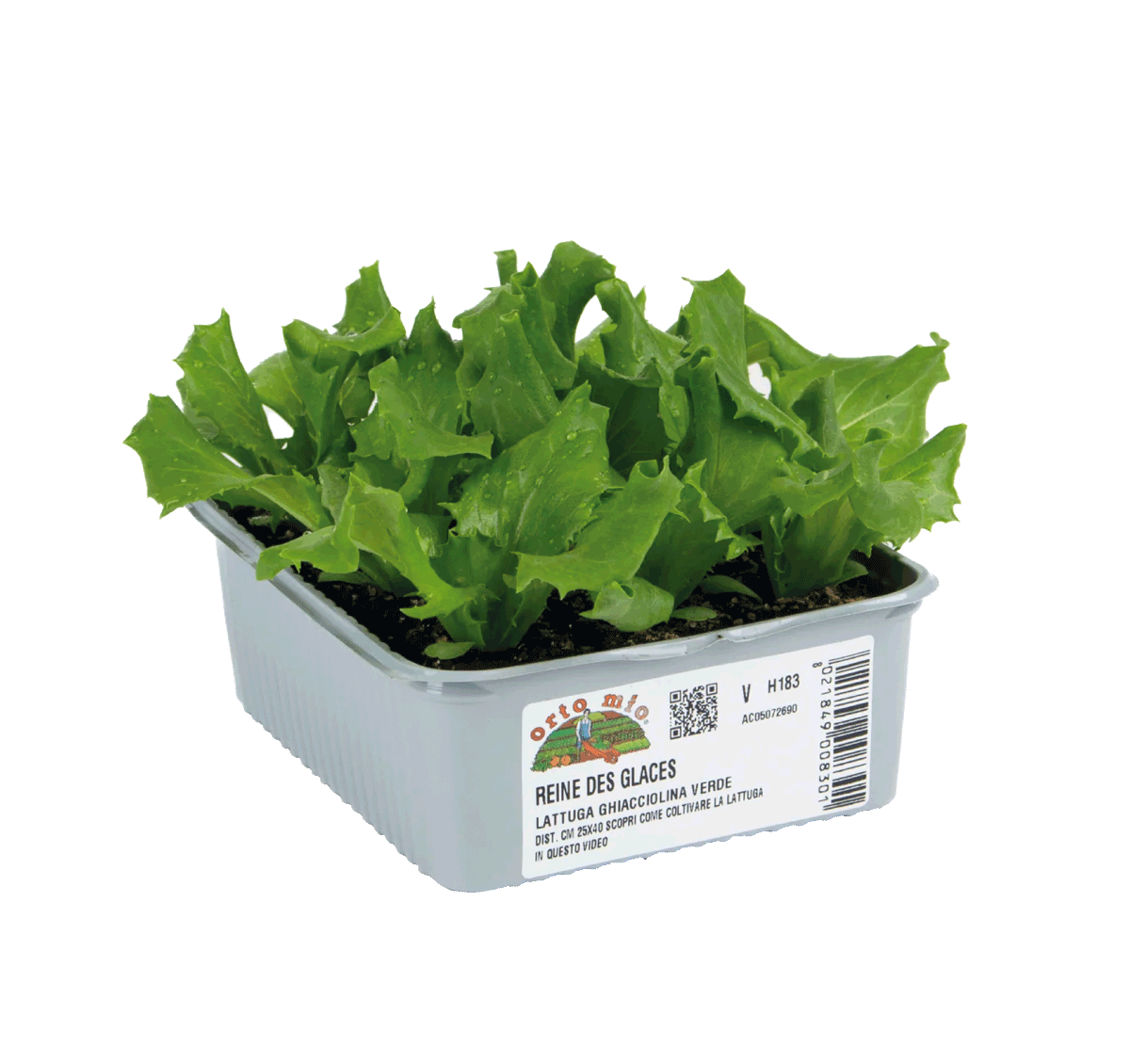 68007 insalata orto mio