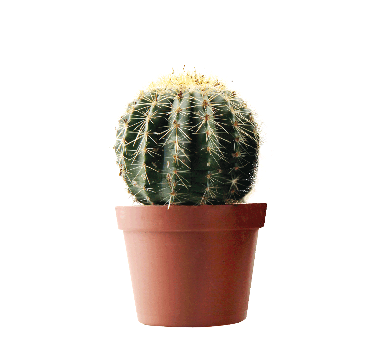 K410857- cactus-kakteen