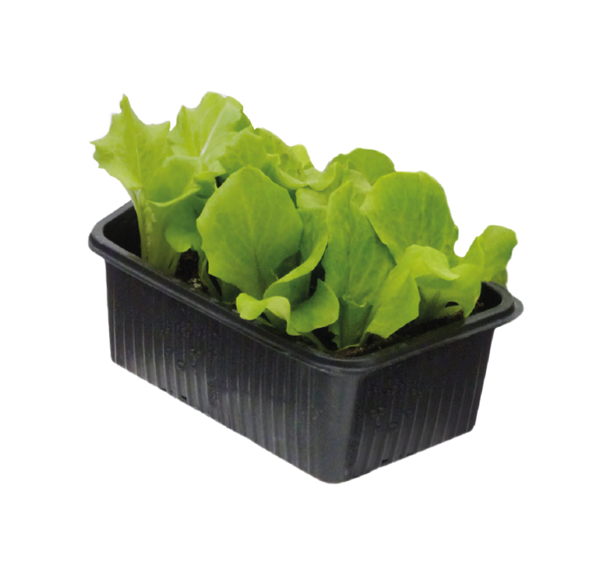 piante di insalata
