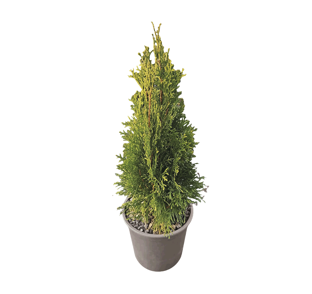 K417940-pinata di Thuja-Pflanze