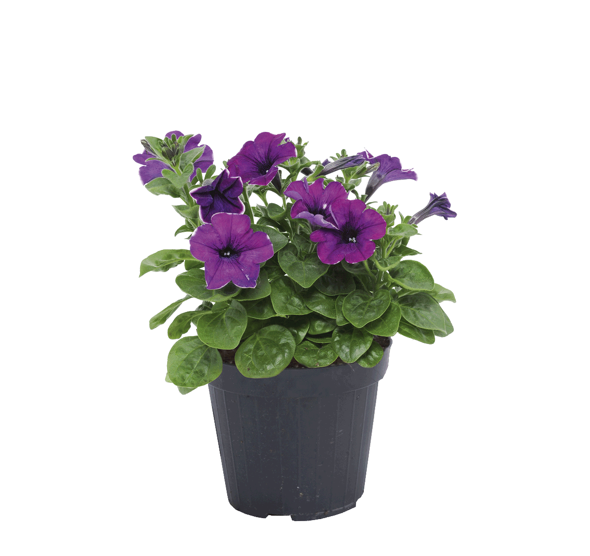 299769- petunia