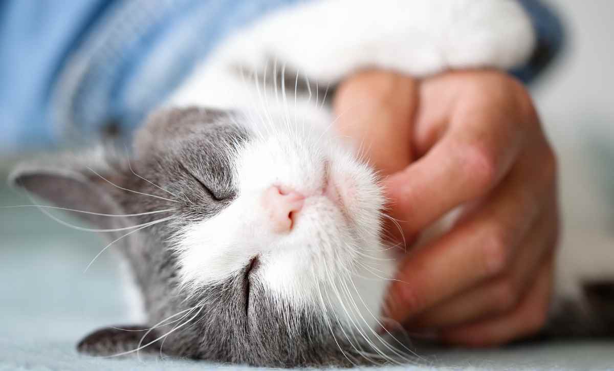 AdobeStock-277368200