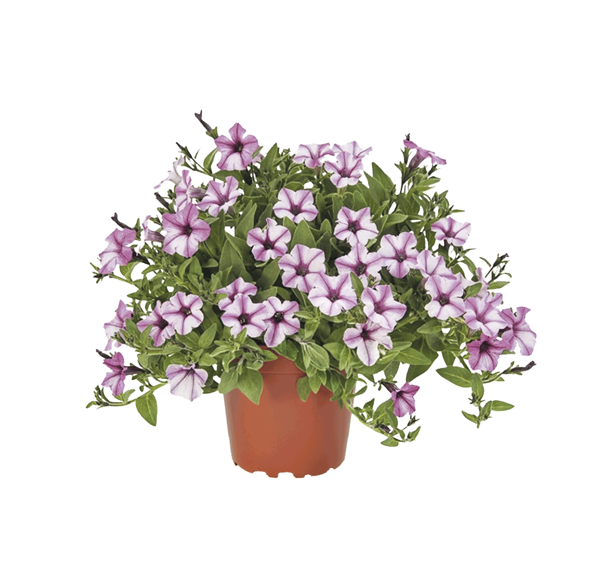 K413026- petunia