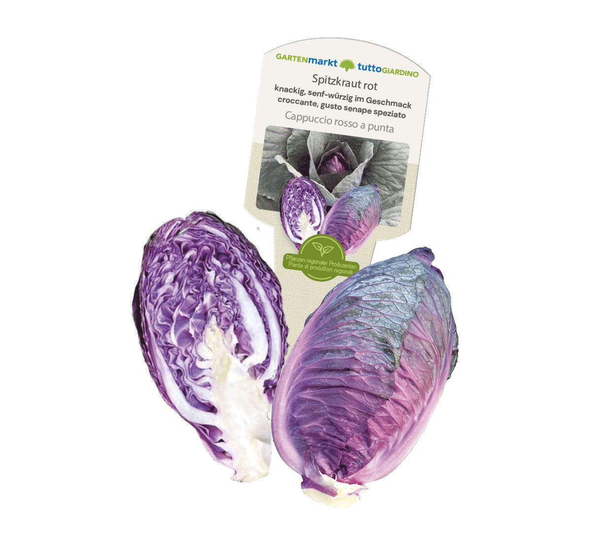 K413034-CAVOLOC APPUCCIO-SPITZKRAUT