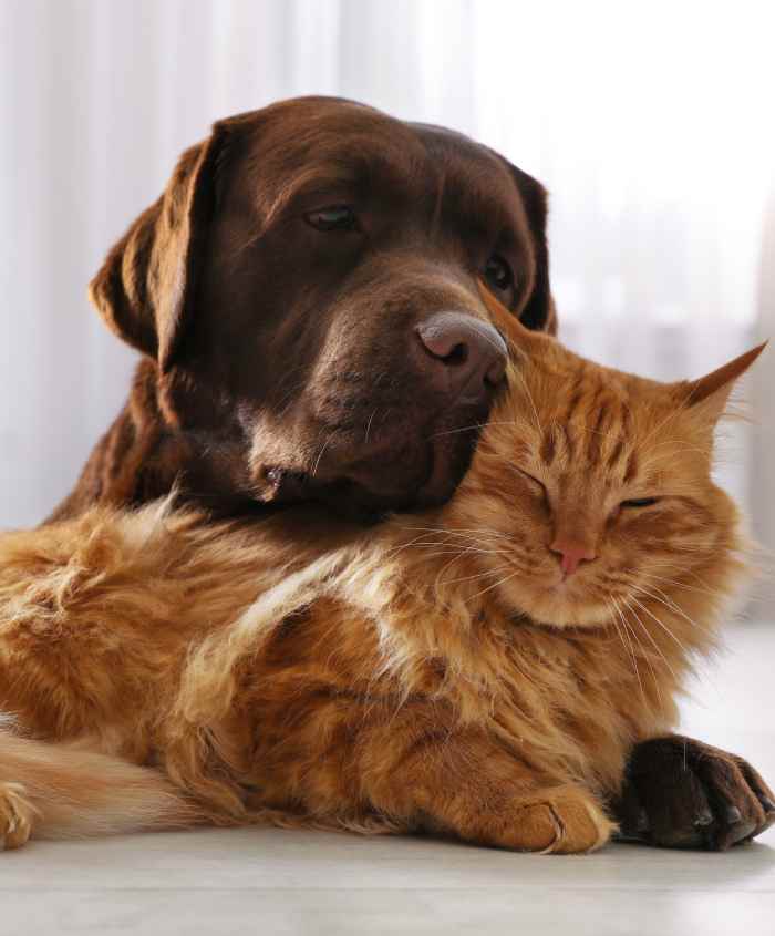 cane e gatto muta del pelo