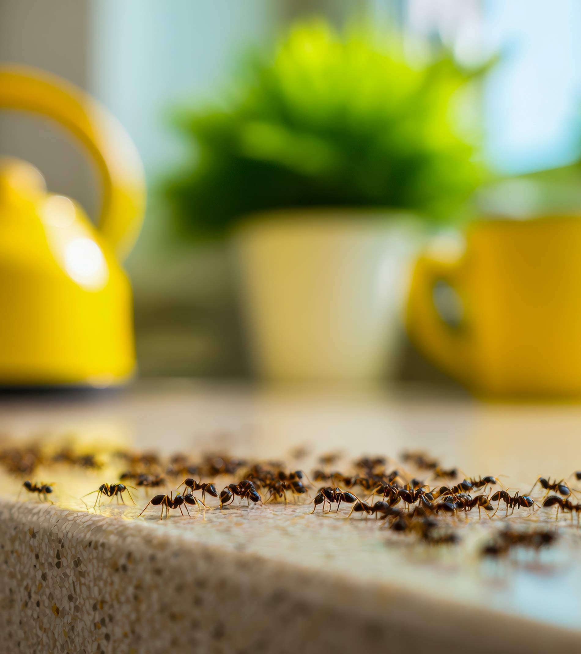 tuttogiardino-formiche-e-scarafaggi