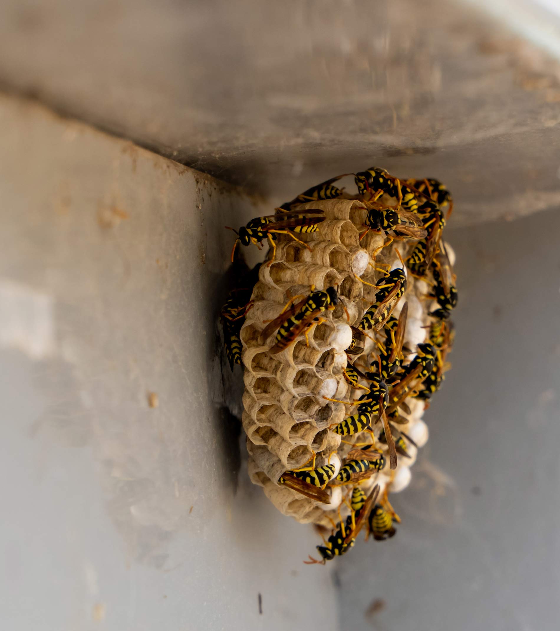 tuttogiardino-insetticidi-antivespa